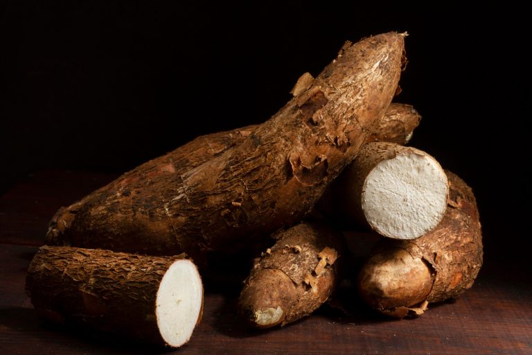 Récolte de manioc