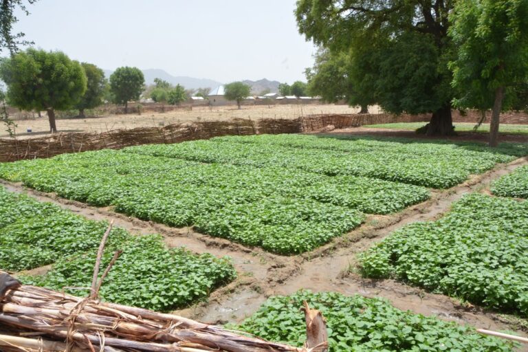 Le champ de gombo verdoyant de Hamadou à  Motorsolo